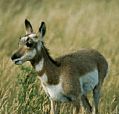 antilope.jpg (4583 octets)